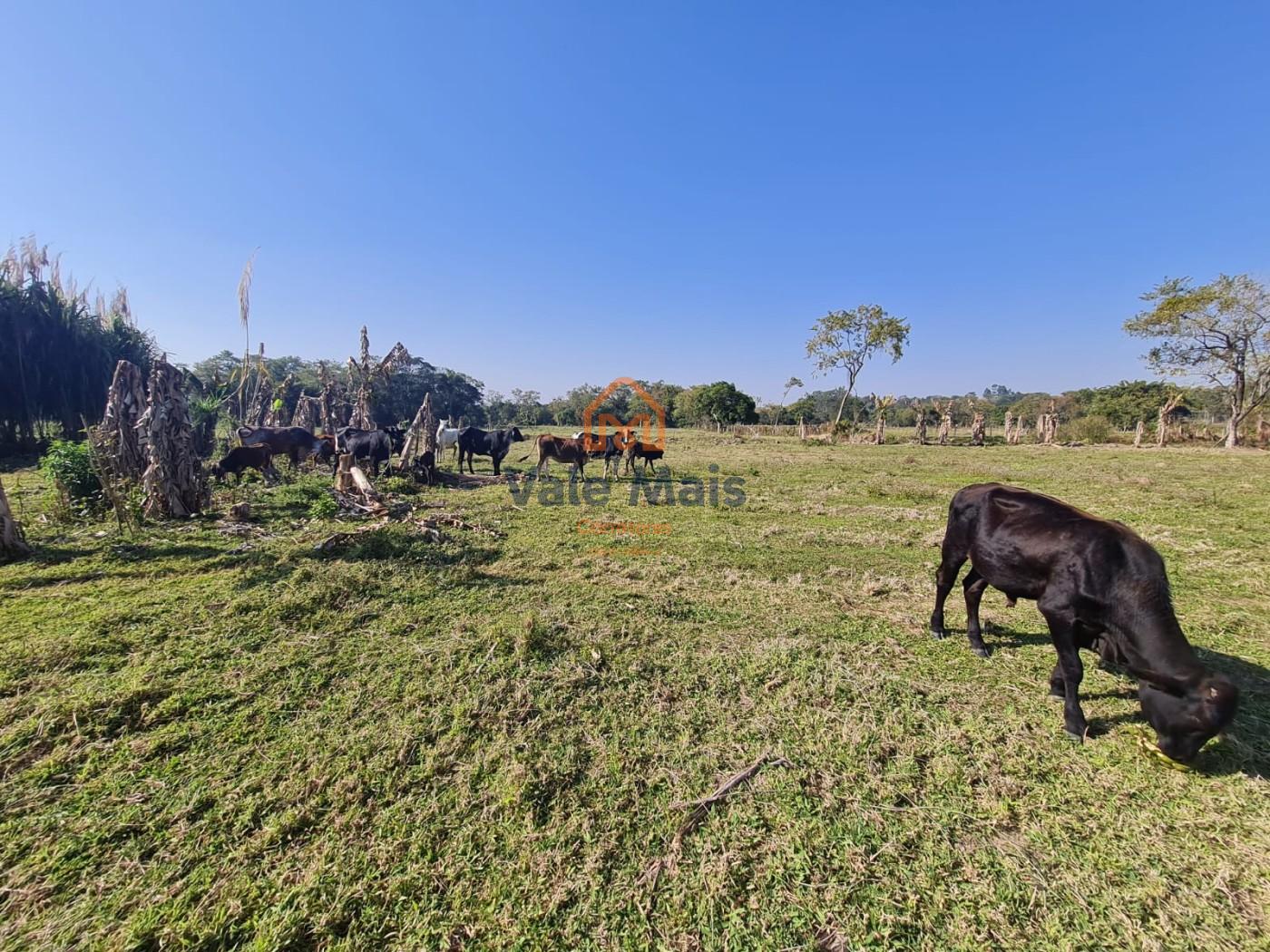 Fazenda, 7 hectares - Foto 6