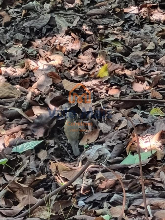 Casa, 4 quartos - Foto 33