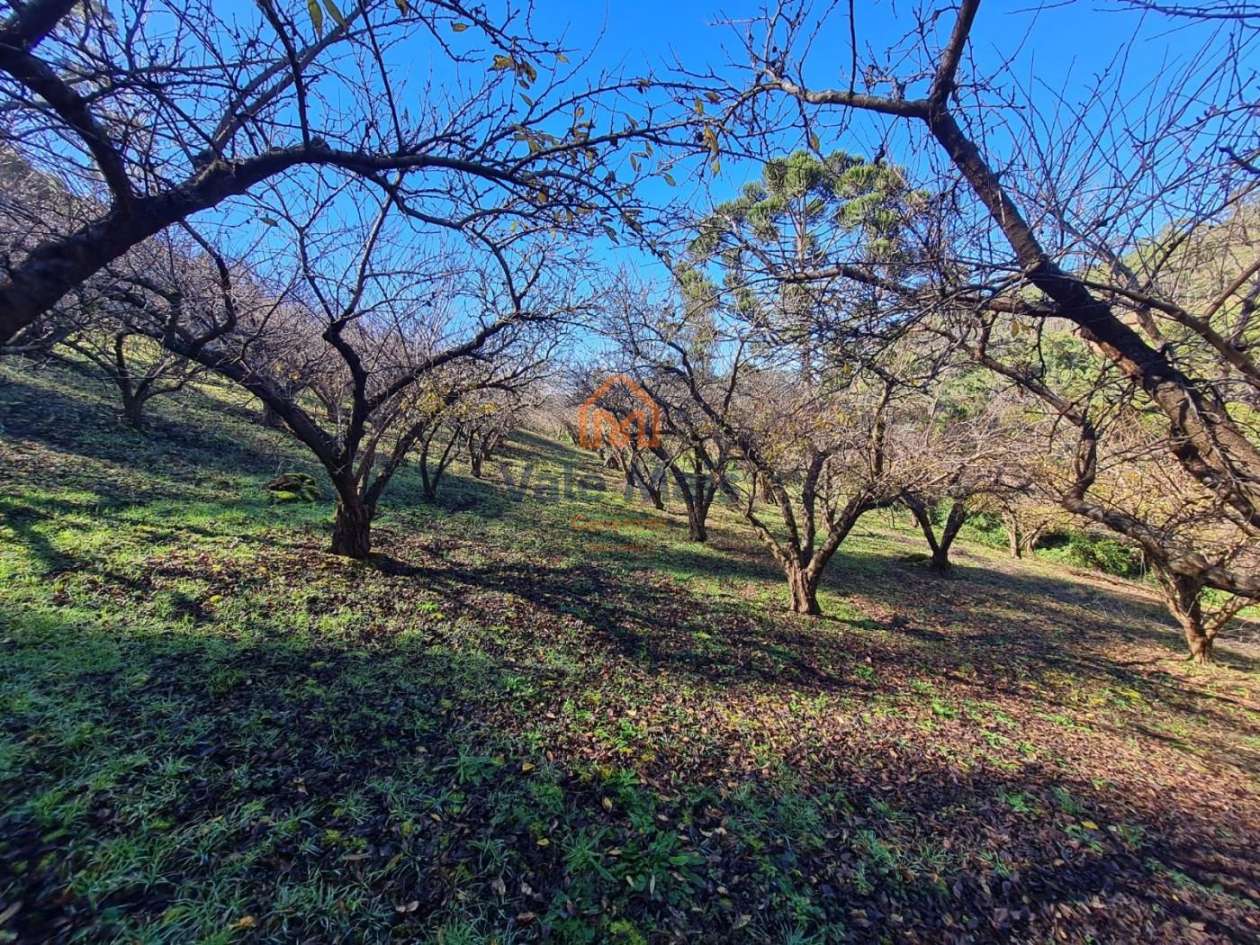 Fazenda, 19 hectares - Foto 16