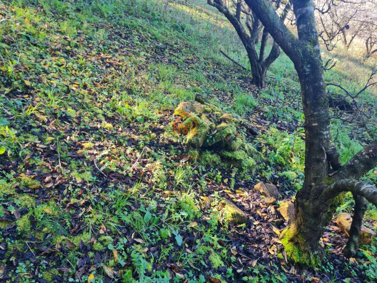 Fazenda, 19 hectares - Foto 34