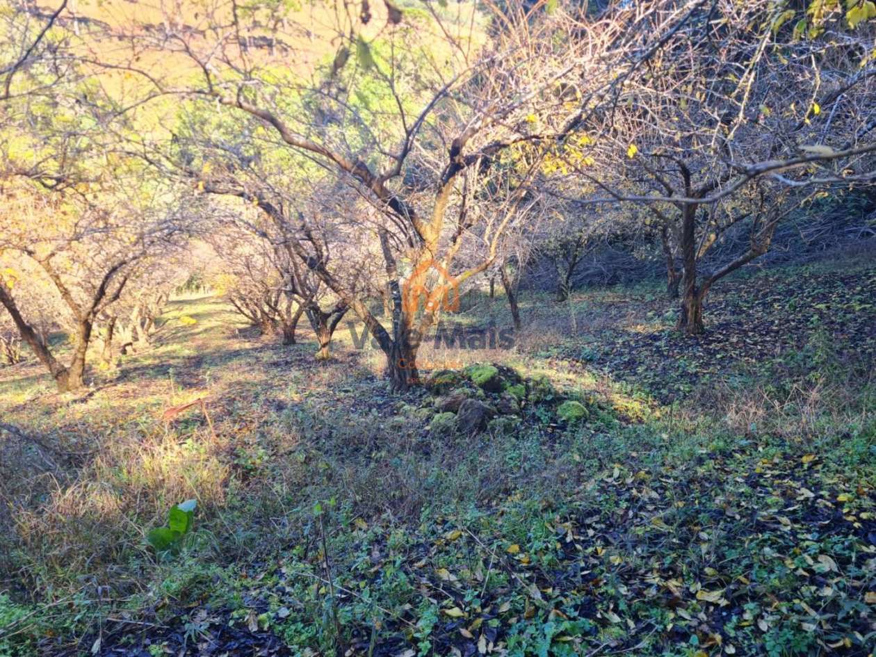Fazenda, 19 hectares - Foto 15